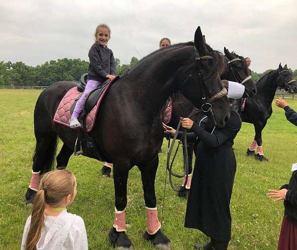 experienced-friesian-horse