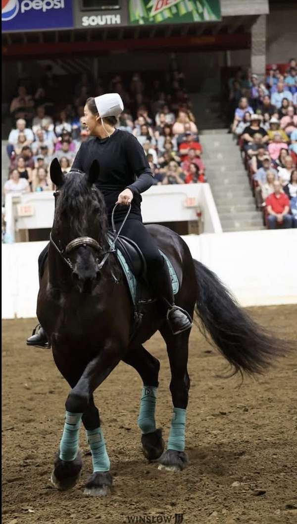 harness-friesian-horse