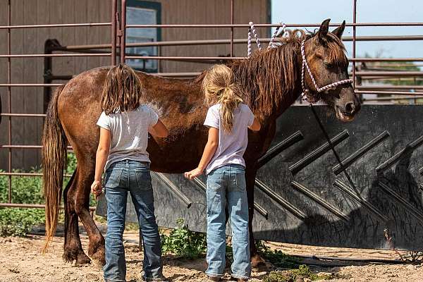 black-crossbred-pony-colt