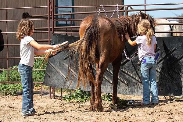 12-hand-crossbred-pony-colt