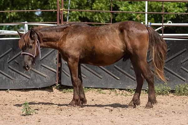 cross-project-curly-horse