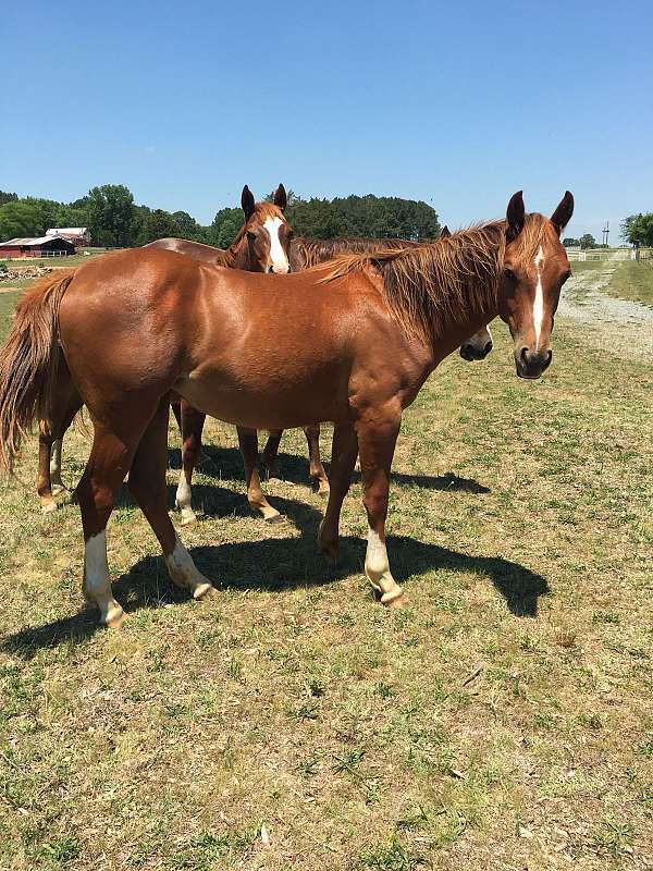 quarter-horse-mare