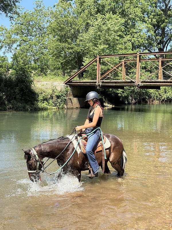 all-pinto-pony