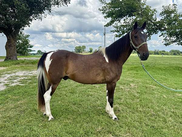 anything-pinto-pony