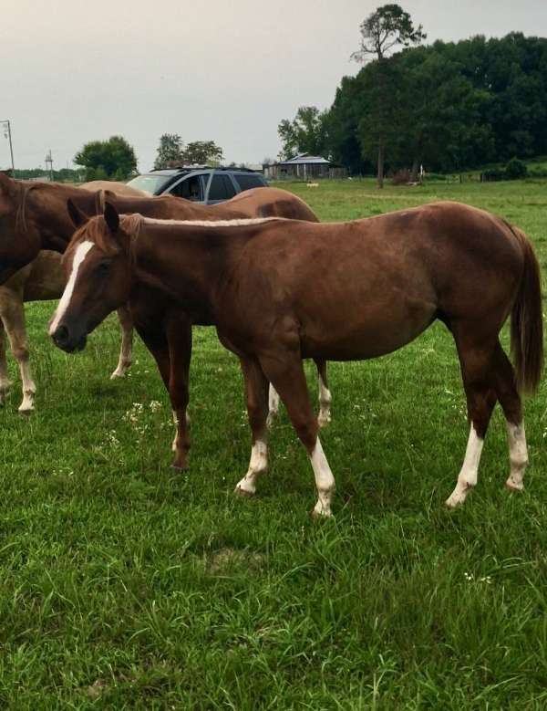 red-roan-filly-yearling