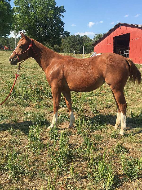 red-roan-aqha-filly-yearling