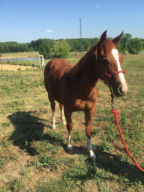 red-roan-filly-yearling-for-sale