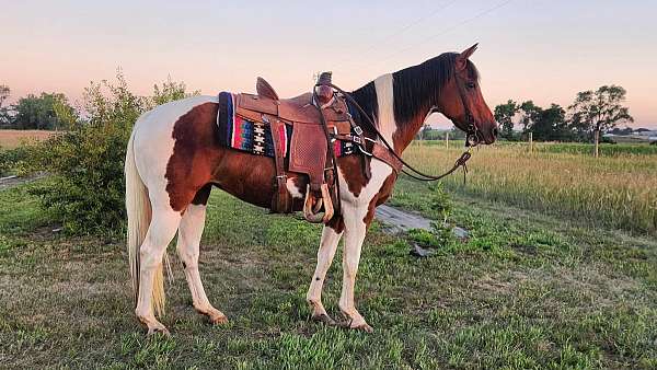 tobiano-horse
