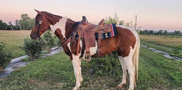 bay-tobiano-horse