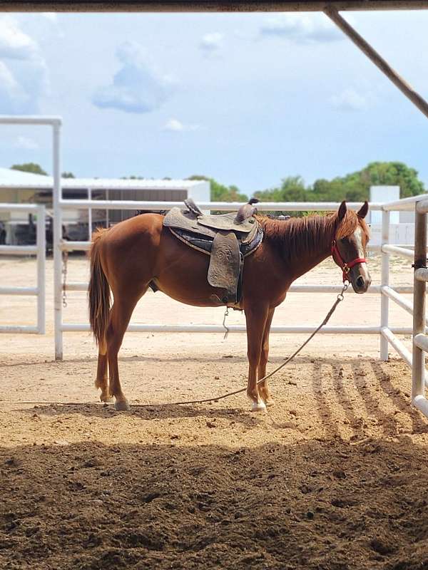 blaze-front-pastern-horse