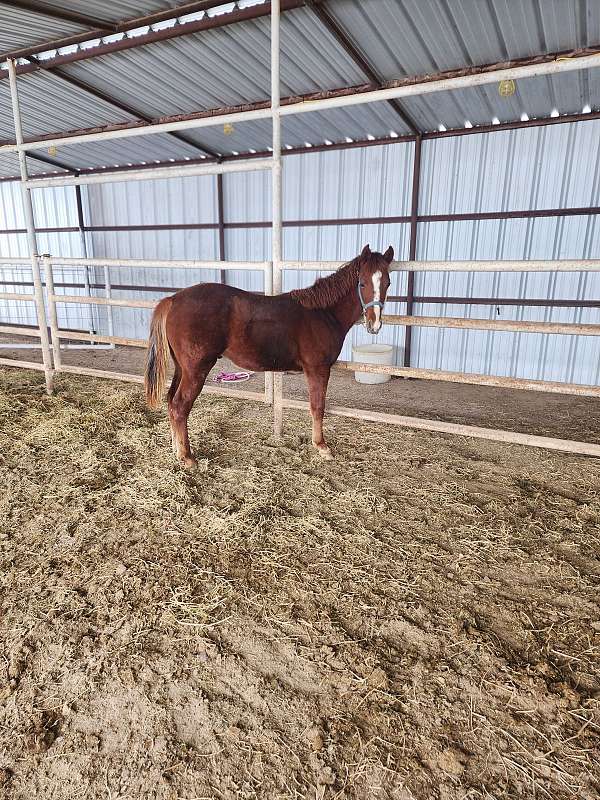 sorrel-blaze-front-pastern-horse