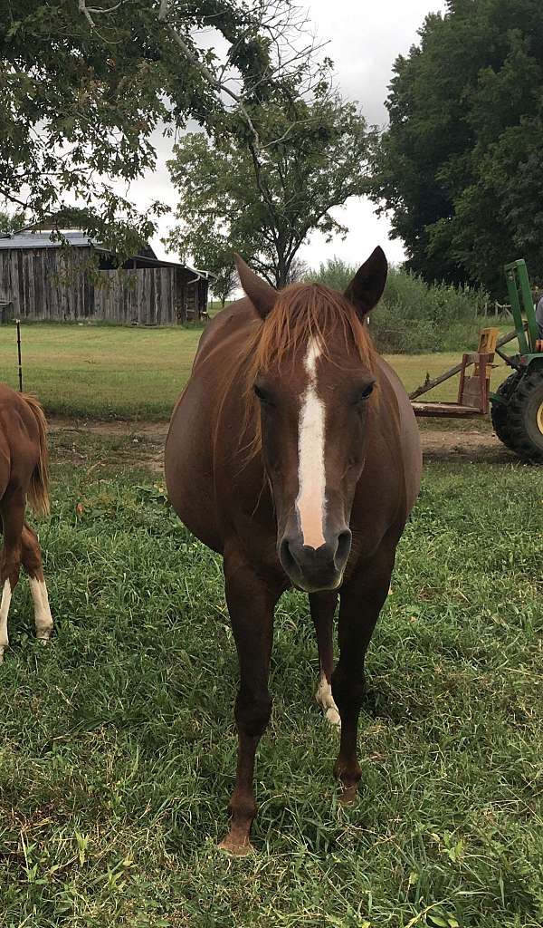 quarter-horse-for-sale