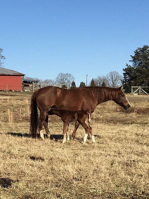 quarter-horse-mare