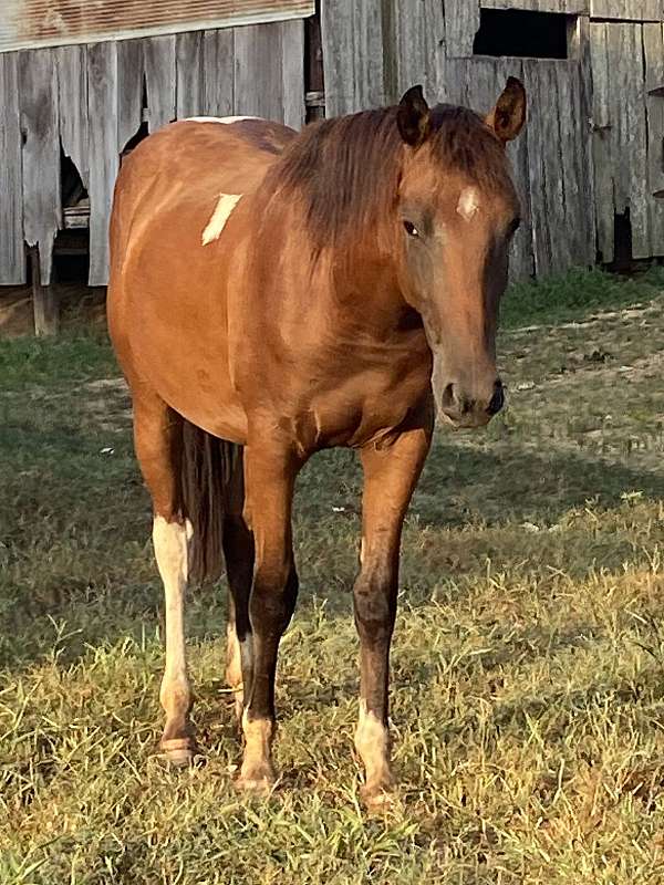 breeding-paint-horse