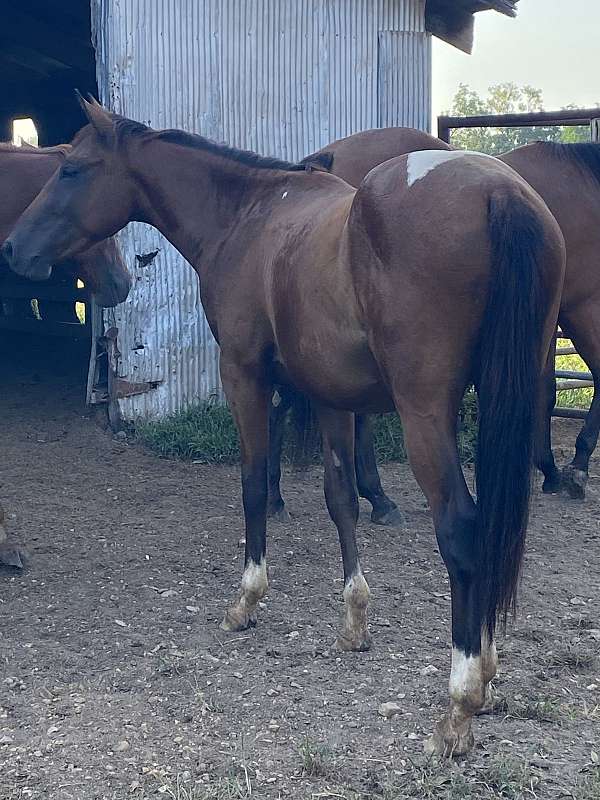 coggins-stallion