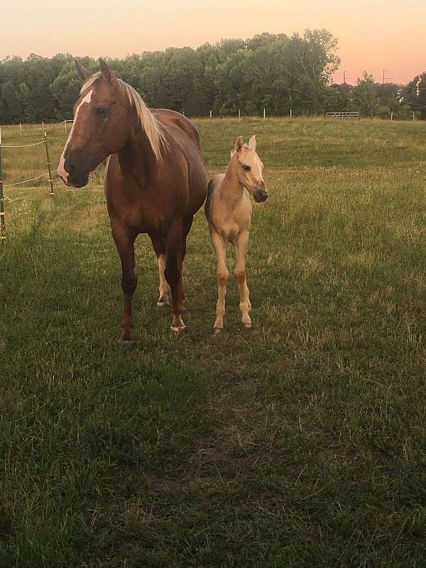 cutting-stallion-broodmare