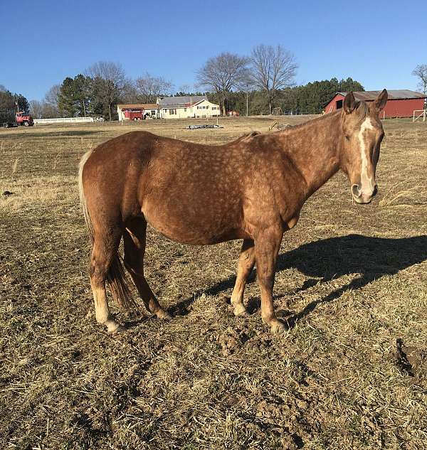 palomino-stallion-broodmare