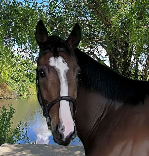 horses-for-sale-thoroughbred