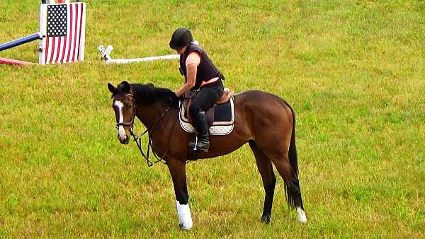 ottbs-for-sale-thoroughbred-horse