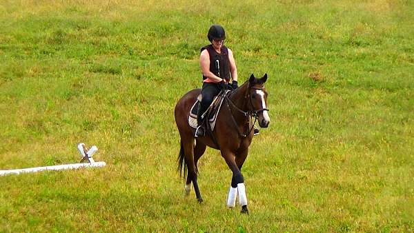 eventing-horses-for-sale-thoroughbred