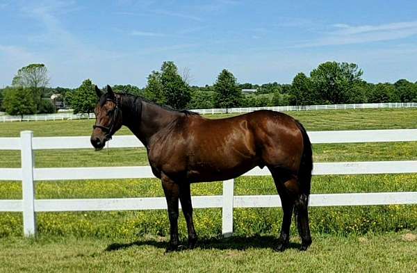 ottbs-for-sale-thoroughbred-horse