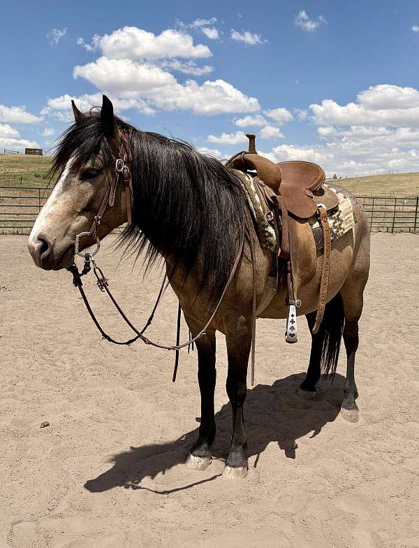 black-buckskin-pony-gelding