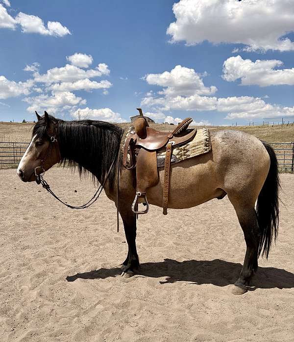 black-buckskin-trail-trail-riding-pony