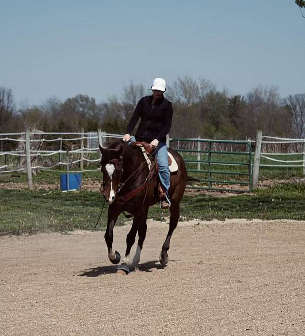 barrel-thoroughbred-horse