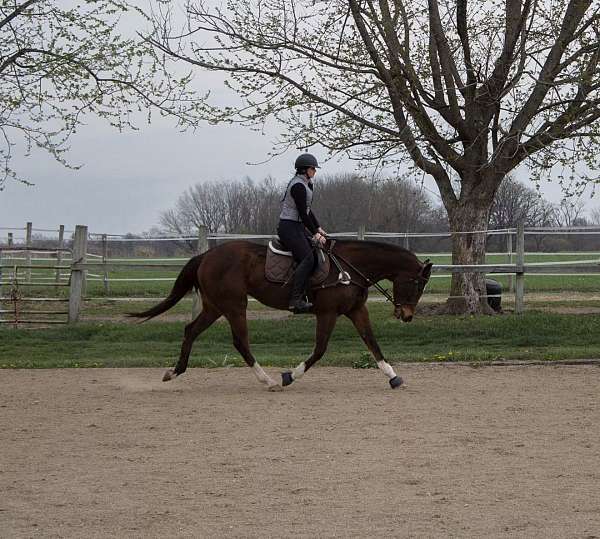 athletic-thoroughbred-horse