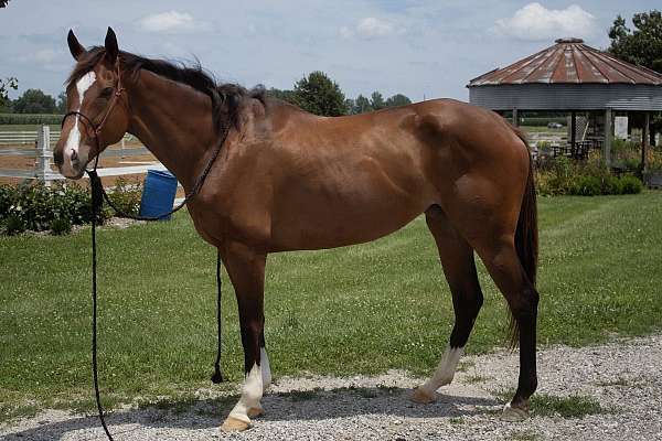 all-around-thoroughbred-horse