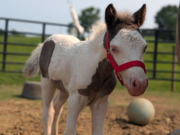 pony-filly