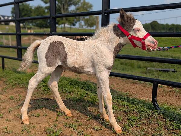 pony-for-sale