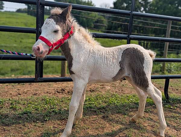 pony