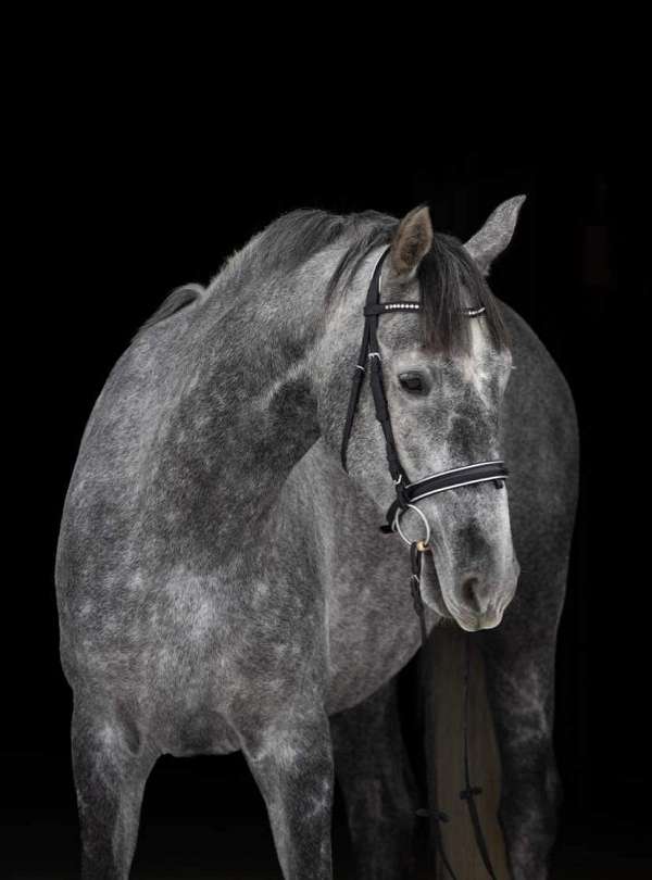 hunter-prospect-andalusian-horse