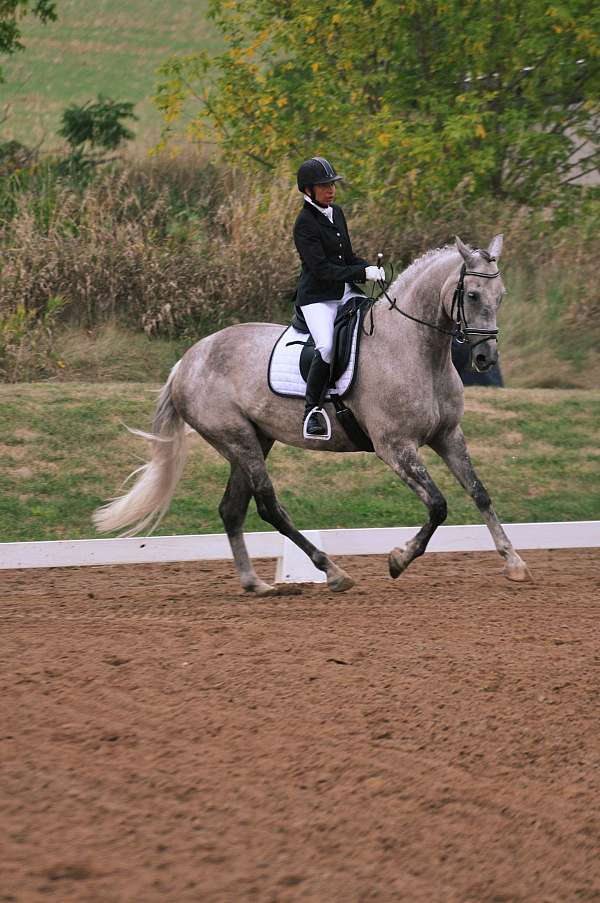 hannovarian-andalusian-horse