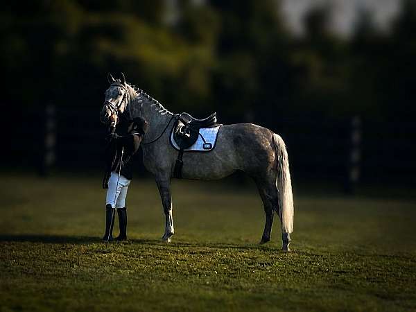 hannovarian-horse