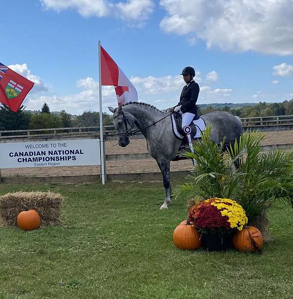 hannovarian-gelding