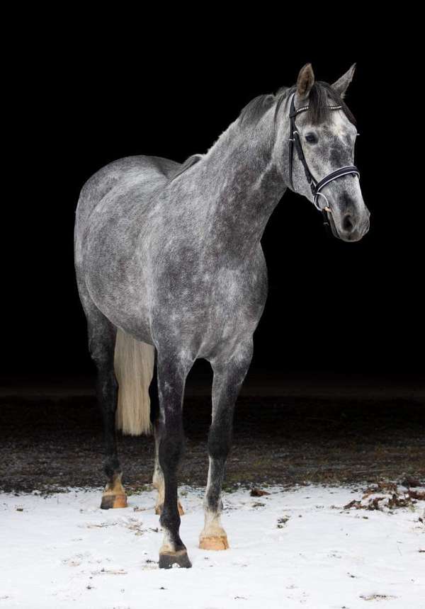 grey-none-horse