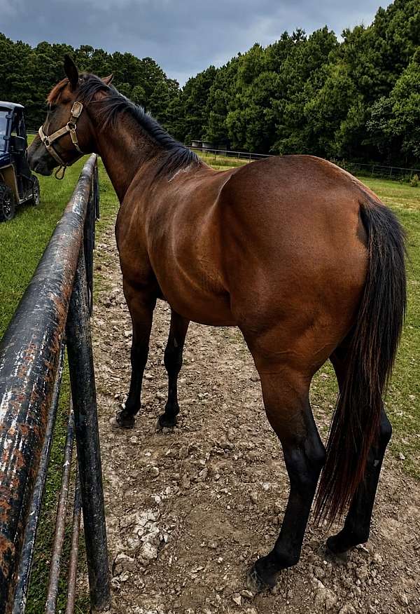 broke-to-lead-thoroughbred-horse
