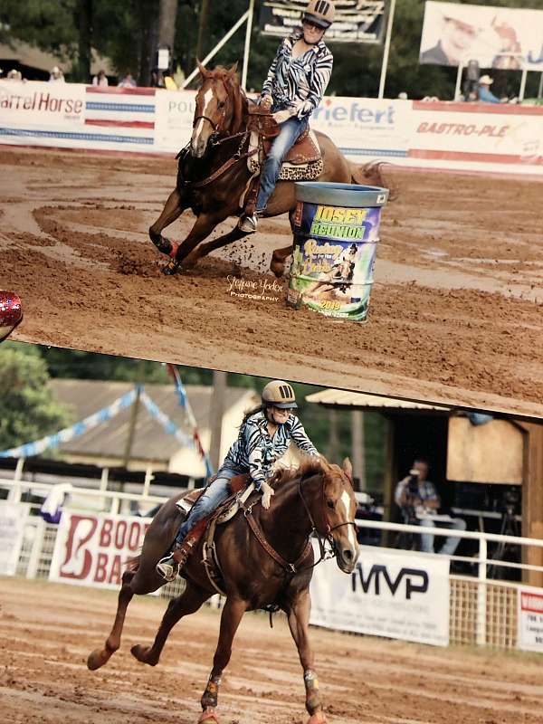 seasoned-barrel-horse