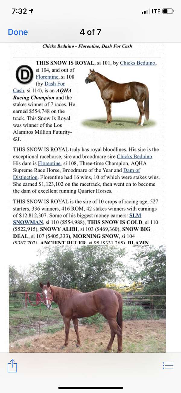 barrel-quarter-horse