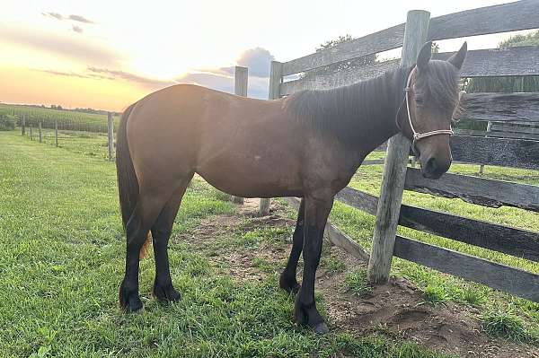 white-star-horse