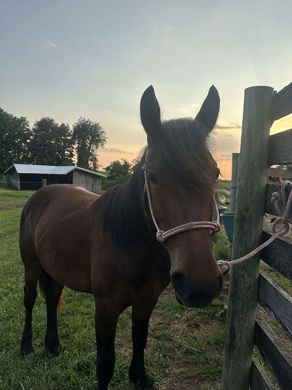 bay-white-star-horse