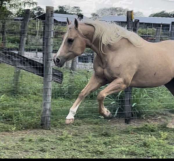 palomino-female-mare