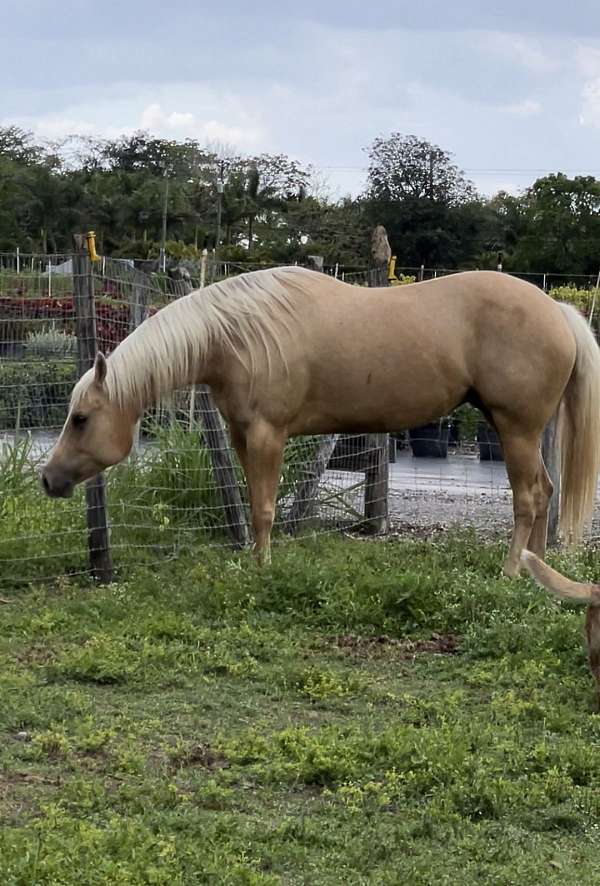 aqha-female-mare