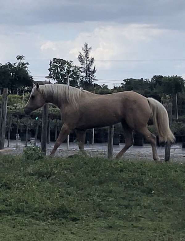 aqha-palomino-female-mare