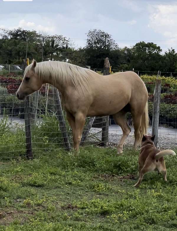 palomino-aqha-female-mare