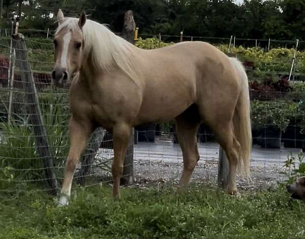 palomino-female-mare-for-sale