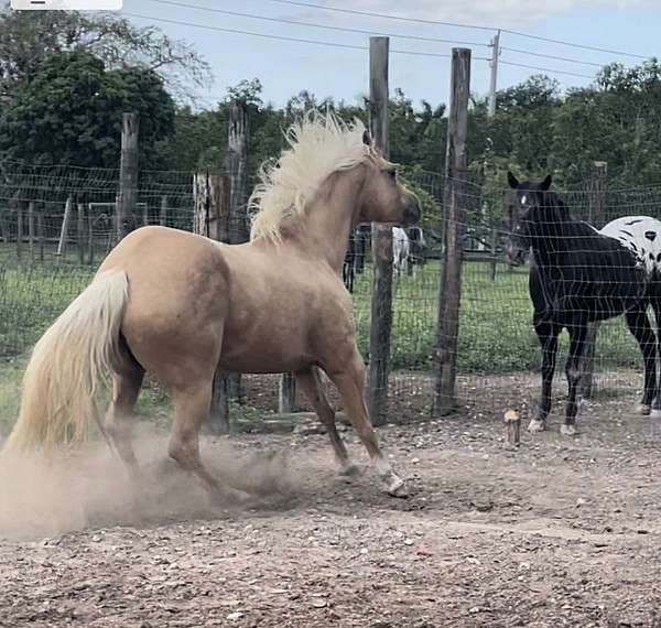 quarter-horse-for-sale
