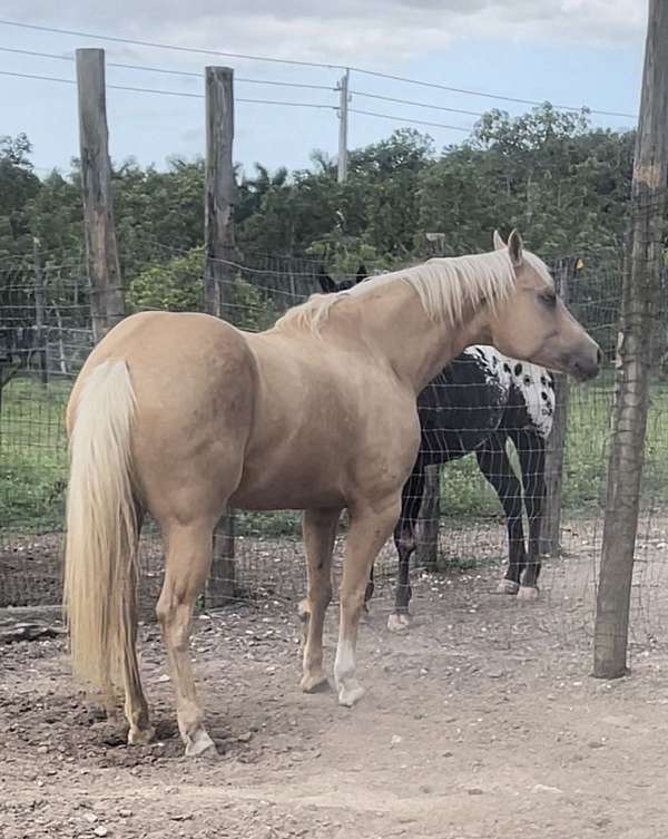 quarter-horse-mare